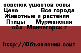 совенок ушастой совы › Цена ­ 5 000 - Все города Животные и растения » Птицы   . Мурманская обл.,Мончегорск г.